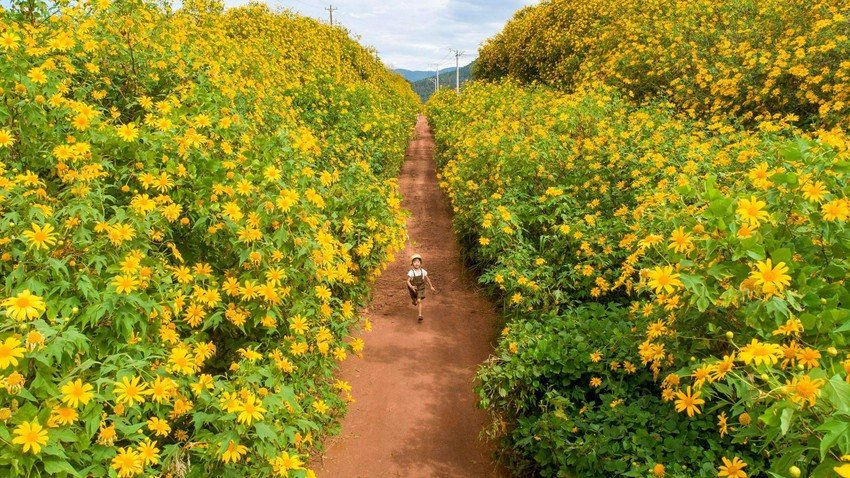 Check-in Kon Tum: Rực rỡ mùa hoa dã quỳ khoe sắc